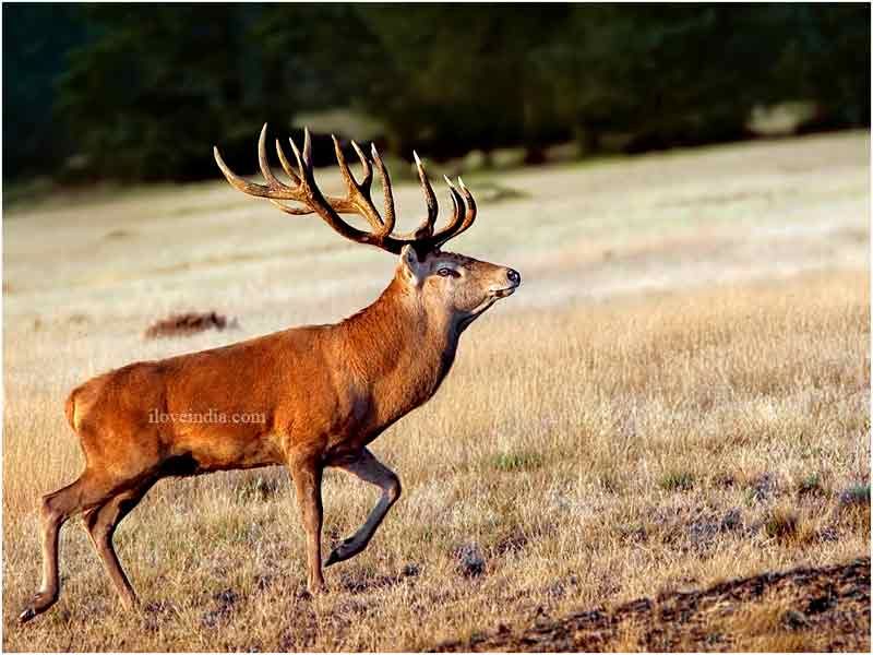  Red Deer